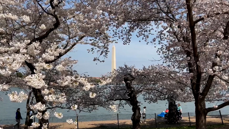 National Cherry Blossom Festival 2019: When is peak bloom, how to go - ABC7  New York