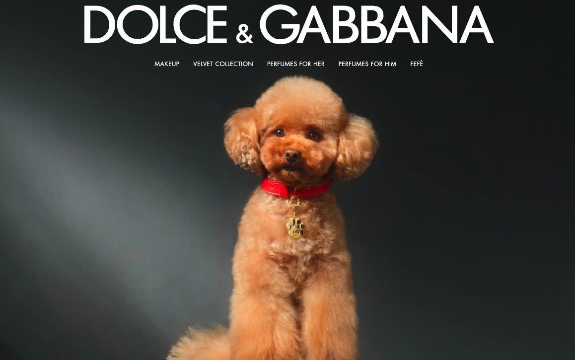 Dolce & Gabbana launch £84 luxury perfume – for your pooch