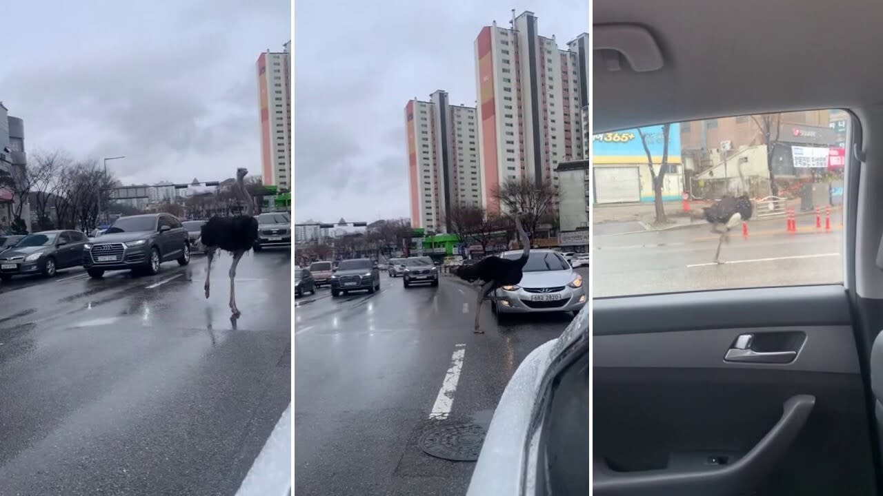 Ostrich runs through traffic in South Korea after escaping zoo