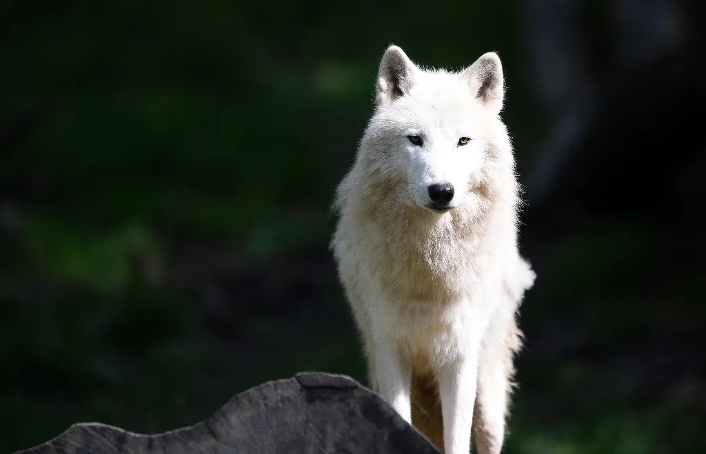 Most wolf populations are on the rise but scientists warn that top carnivores deprived of prey will come into closer contact with humans as they seek livestock (AFP Photo/Jean Christophe Verhaegen)