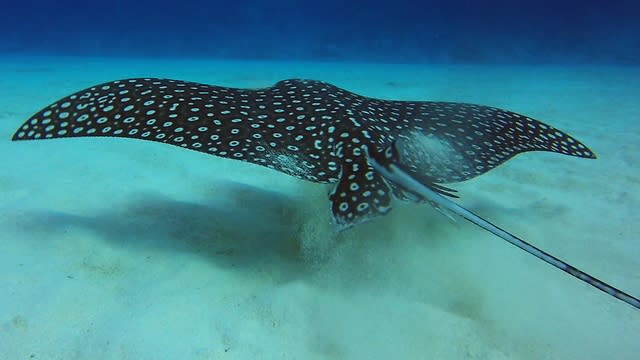 spotted eagle ray facts