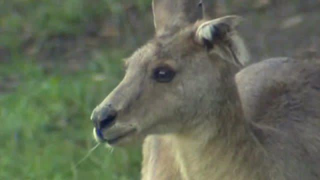 Australie Un Kangourou Geant Fait Peur A Brisbane