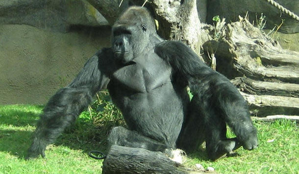 gorilla penis length