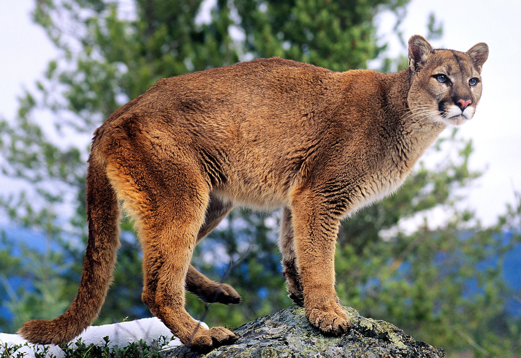 3 Mountain Lions Killed in Arizona Over 'Abnormal ...