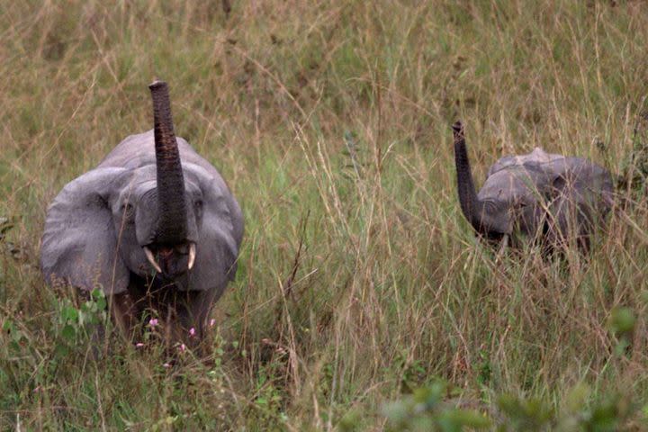 Africa&#39;s elusive forest elephants are disappearing