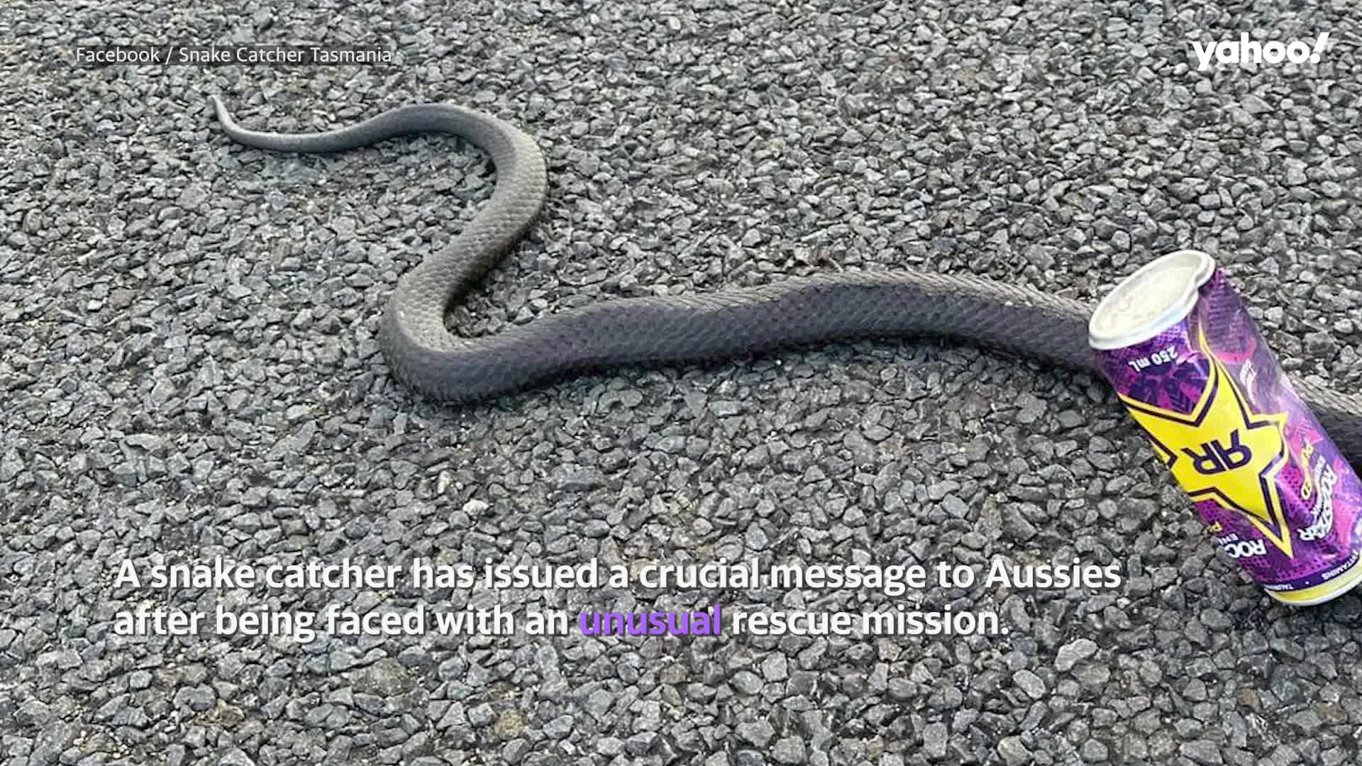 The hazards of snake rescue