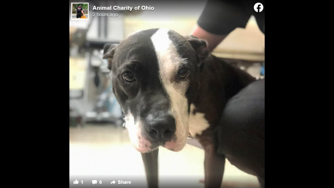 Dog chained to car and dragged 100 yards is rescued in Ohio. ‘Still wagging her ..