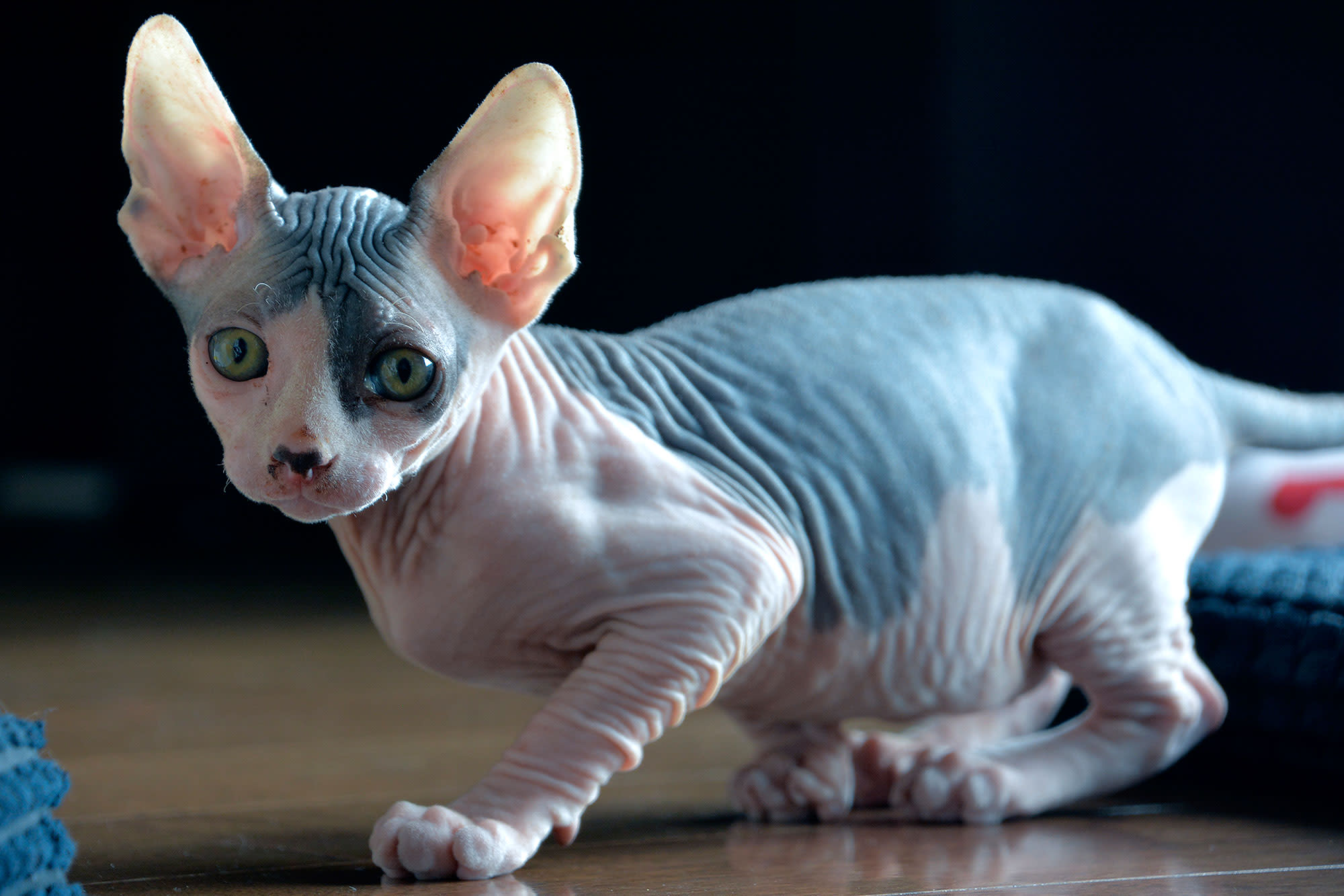 4. Inked and hairless: The unique beauty of bald cats with tattoos - wide 8