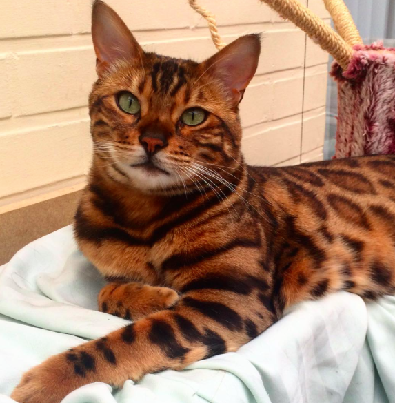 This Bengal Cat Called Thor Has Fur Fit For A Superhero - 573 x 585 png 558kB