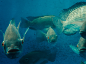 Video: Give Someone a Fish, You Feed Them - Unlock the Fish Genome, You Feed the World