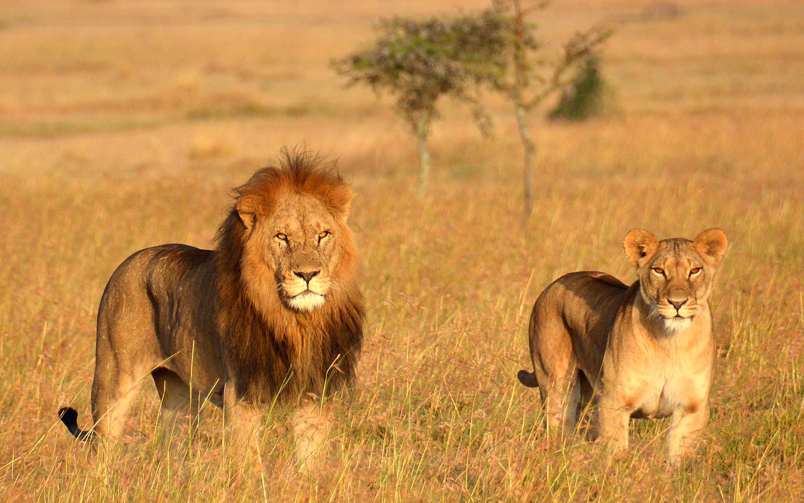 lion in safari camp