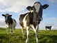 Flatulent cows targeted in M&S net zero push