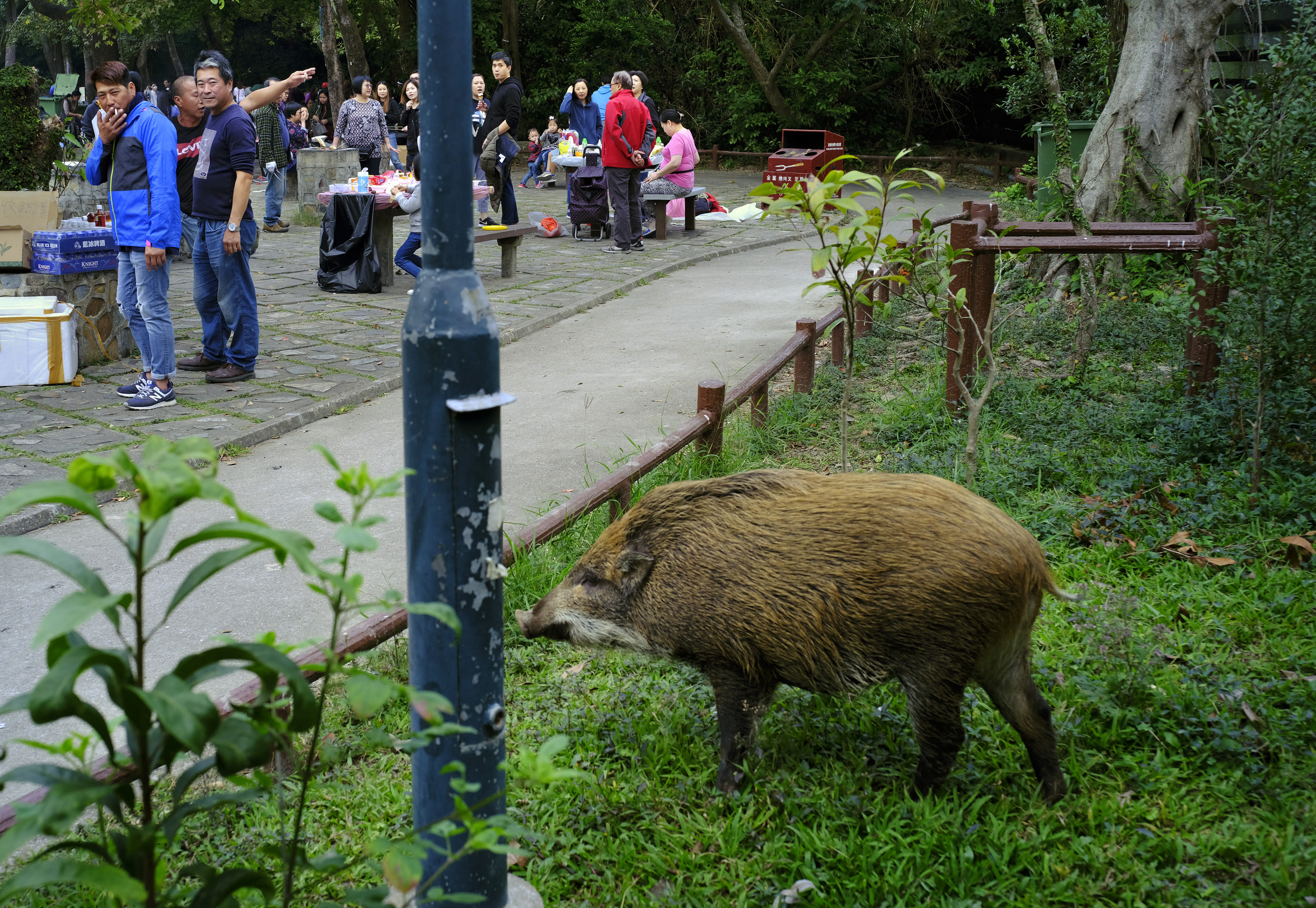 In year of the pig, Hong Kong has had enough of wild ones