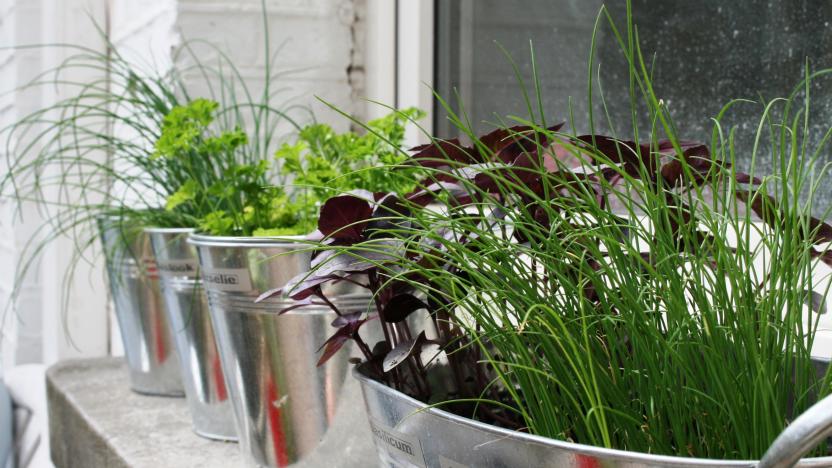 Herbs on a window sill