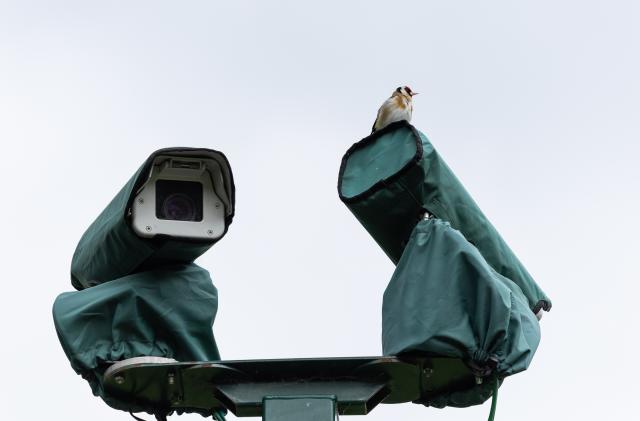 LONDON, ENGLAND - JUNE 24: A gold finch bird sits atop close circuit cameras at the All England Lawn and Tennis Club at Wimbledon on June 24th, 2022 in London, England. (Photo by Simon Bruty/Anychance/Getty Images)
