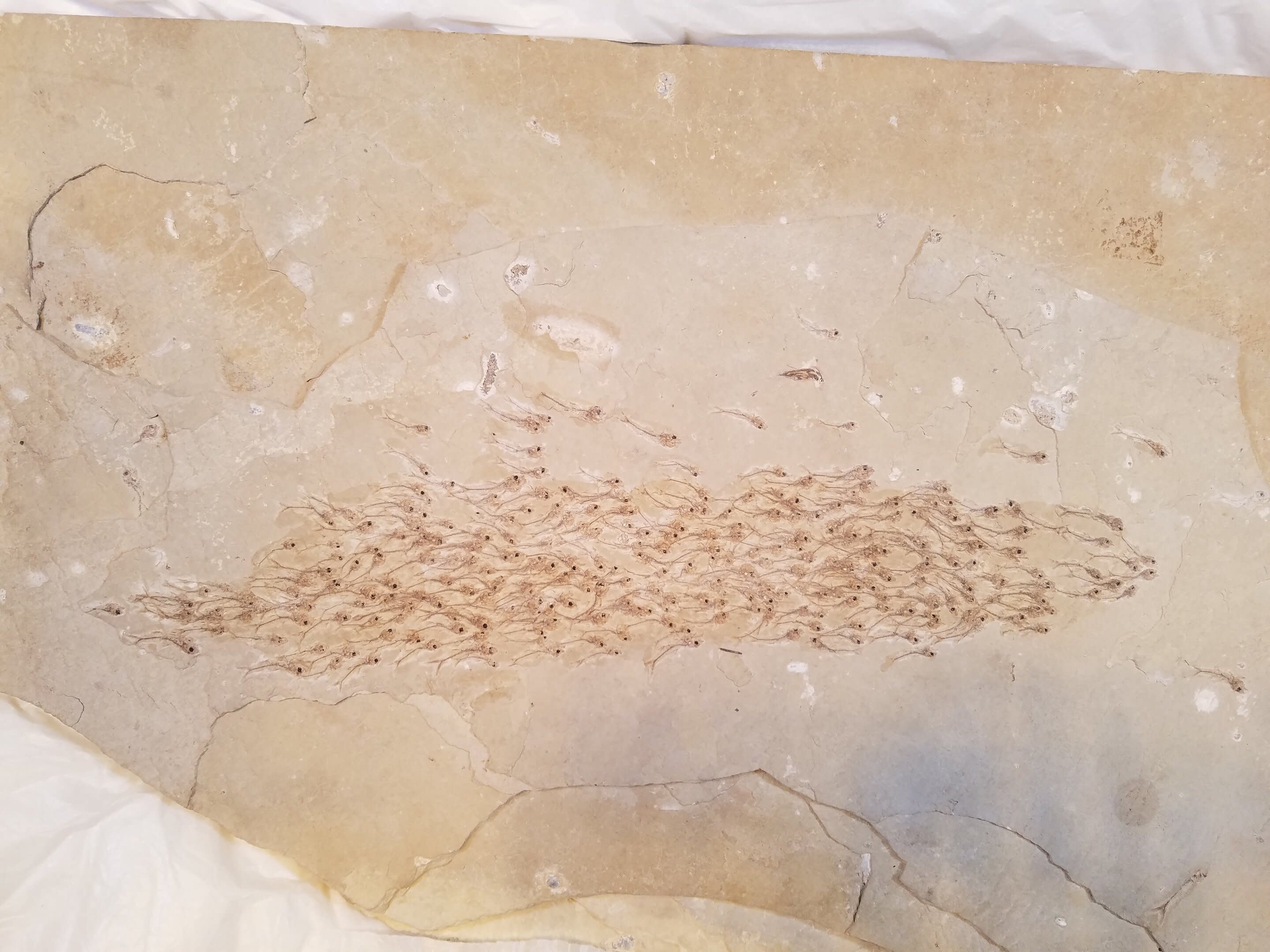 50-Million-Year-Old Fossil Shows School of Baby Fish in Their ...