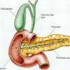 Diabete: con nuova tecnica cellule pancreas verso &#39;mini organo&#39;