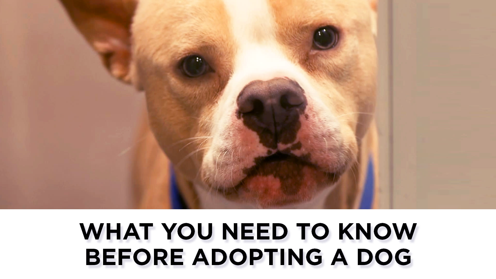 What you need to know before adopting a dog [Video]