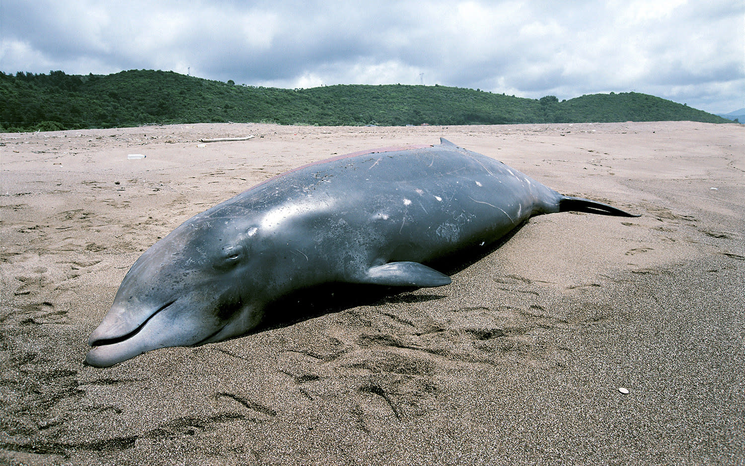 Scientists now think they know why whales beach themselves