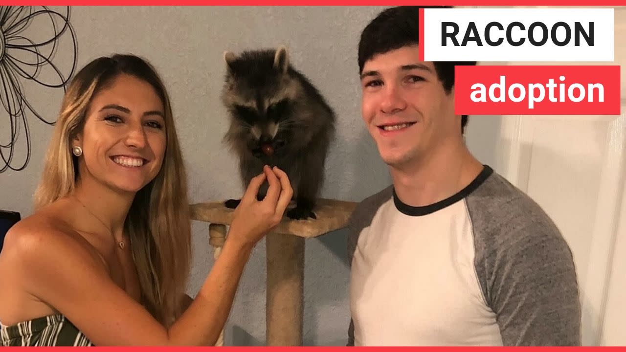 Couple Spend Time Cuddling Their Pet Raccoon