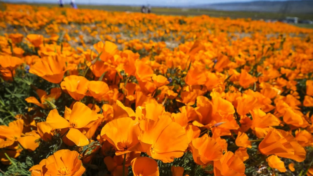 Historic superbloom brings vibrant colors to California's desert