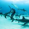 Bahamas, l&#39;emozione di immergersi con gli squali