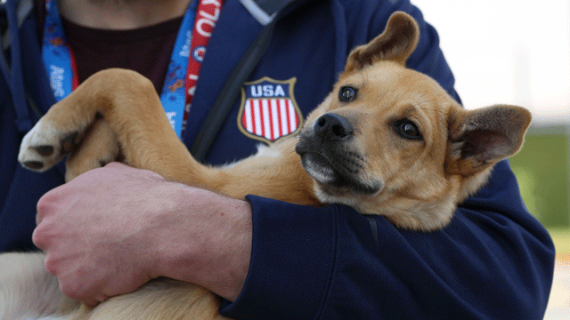 USA Hockey players rescue dogs from Sochi