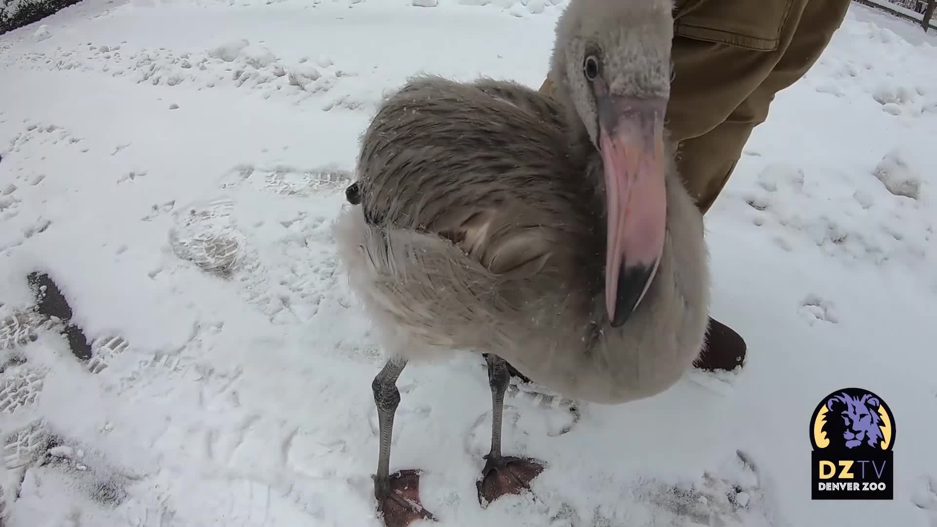 Cautious Flamingo Chick Takes First Steps in Snow at Denver Zoo [Video]