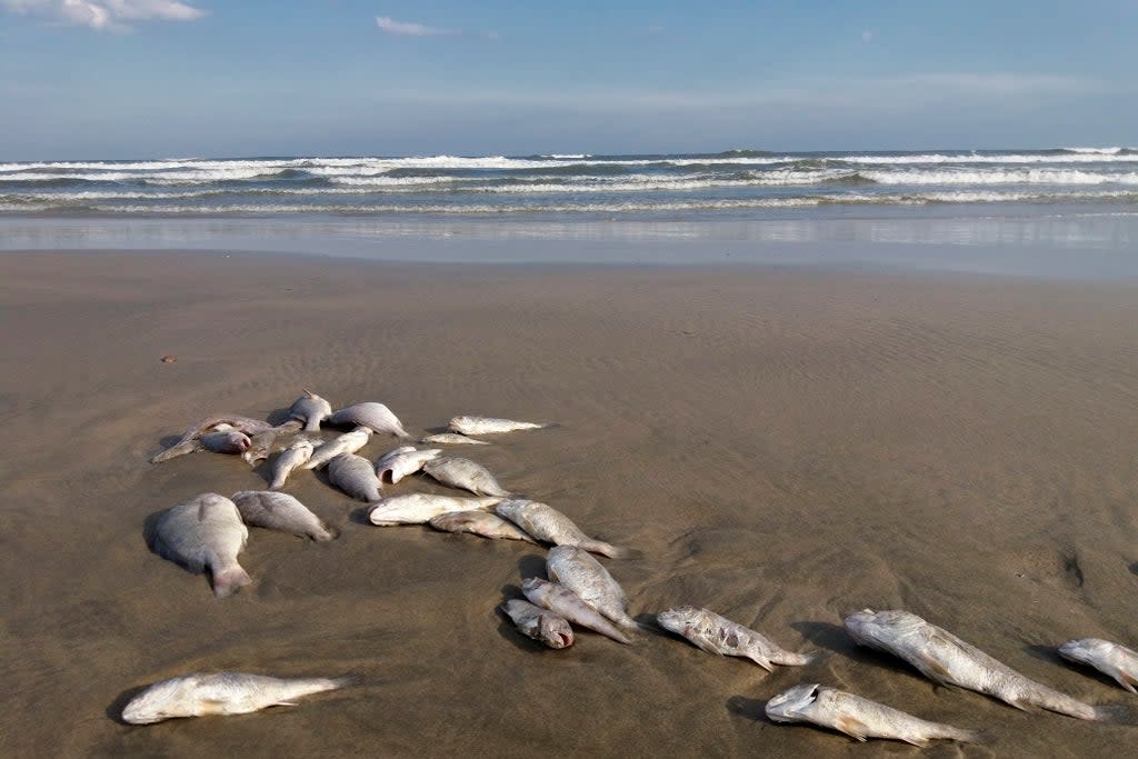 Dead fish are washing up on Florida shores amid red tide bloom