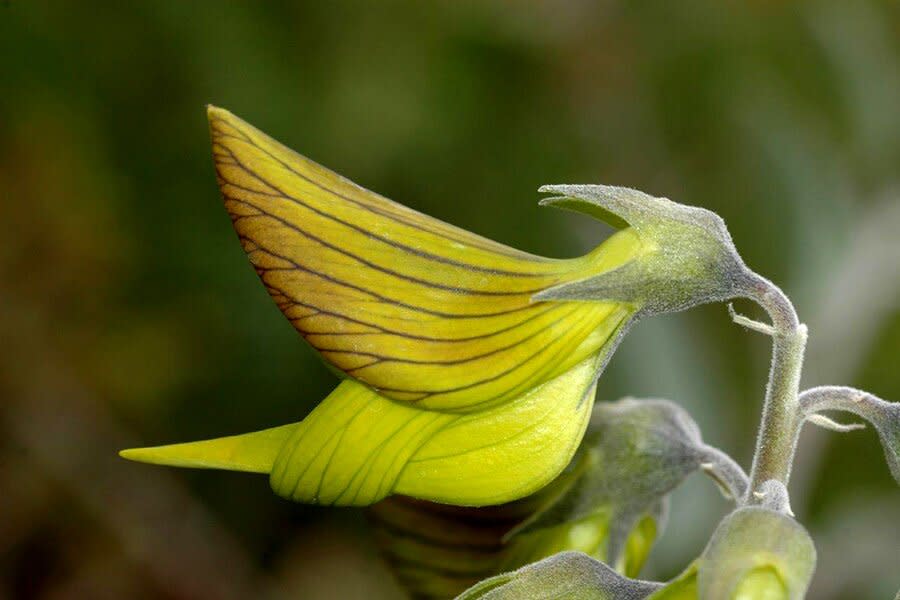 You Can Grow Charming Flowers That Look Like Hummingbirds