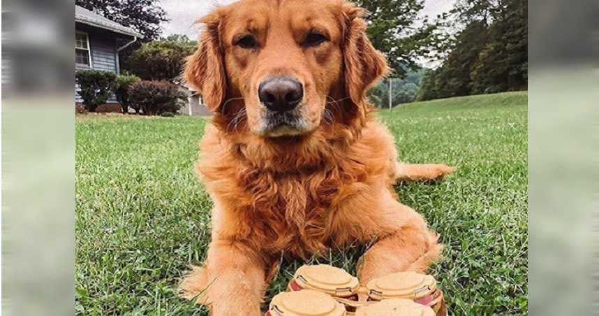 犬用 無酒精啤酒大熱賣飼主排隊也要等 Yahoo奇摩新聞