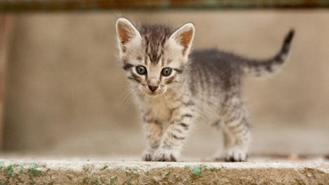 Makanan Anak  Kucing  Umur 1 Bulan dan Cara Merawatnya 