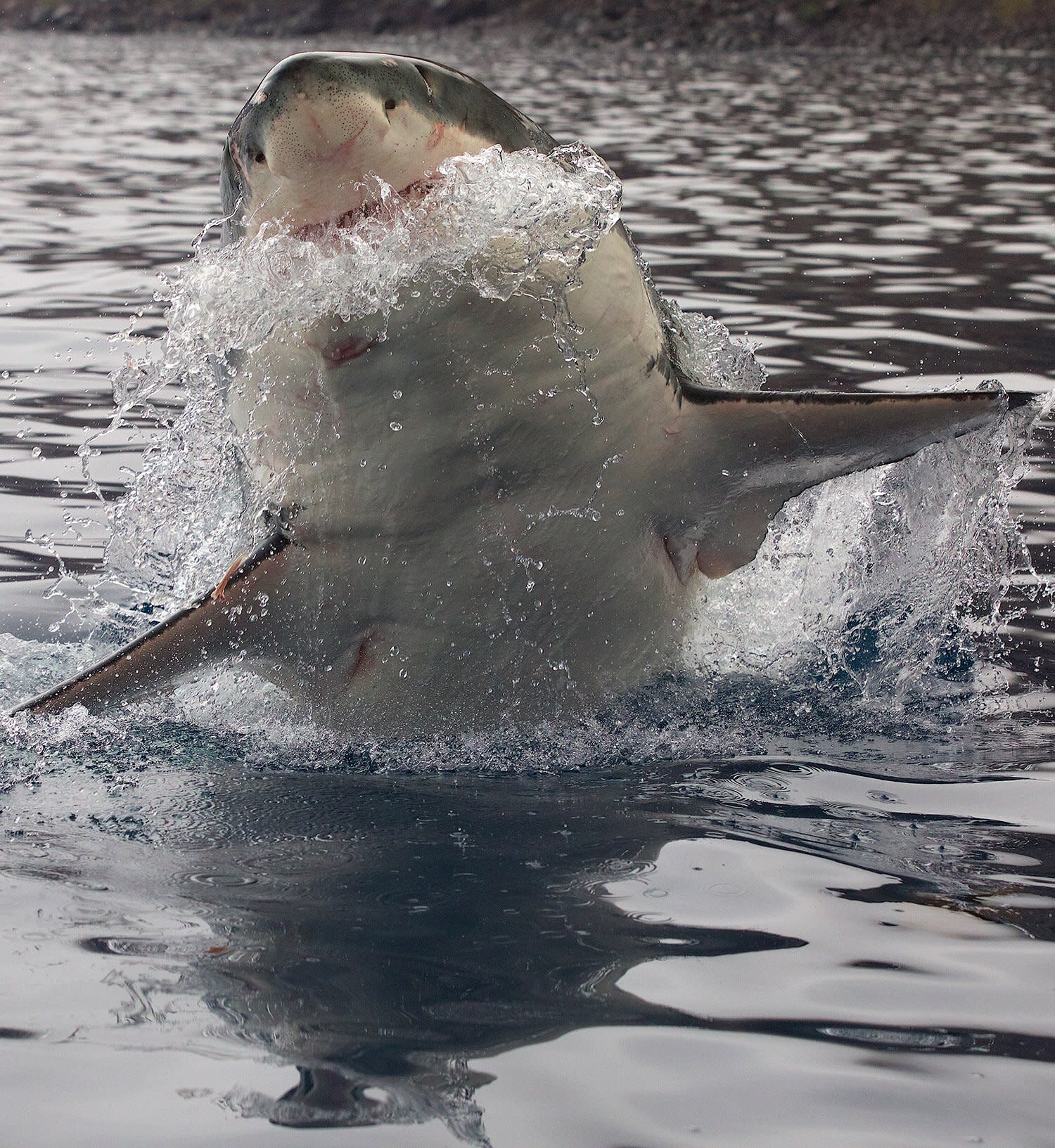 Download Mike Tyson And Son Shark Week Commercial Pics