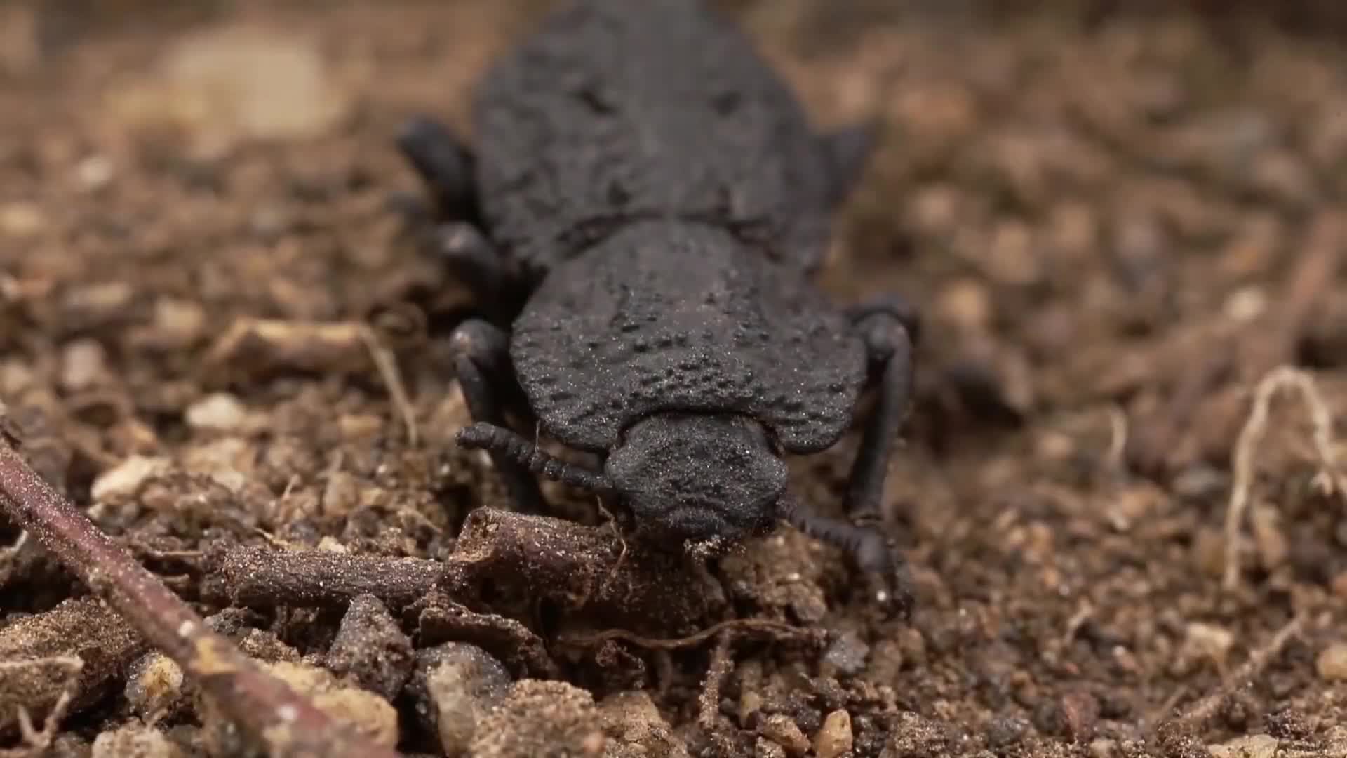 Unzerstörbarer Panzer Käfer: Was wir von diesem Käfer lernen können