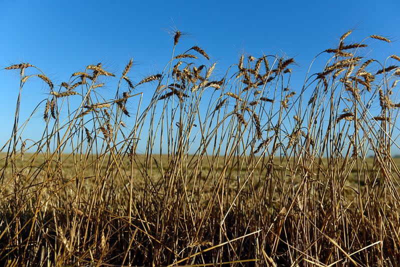 U.S. rains unlikely to help smallest Oklahoma wheat crop since 2014