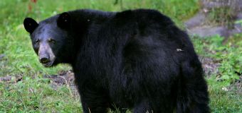 
Man or bear? Hypothetical question spurs conversation about women's safety.
