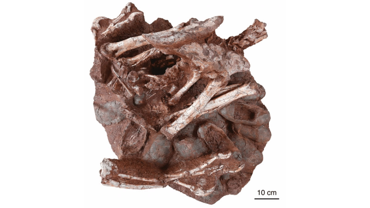 Científicos encuentran fósil de dinosaurio encima de un nido de huevos preservados