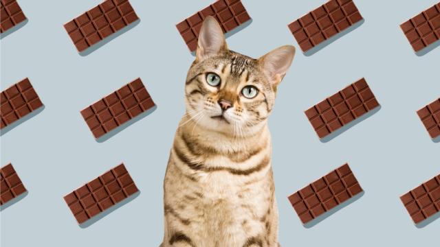 cats eating chocolate