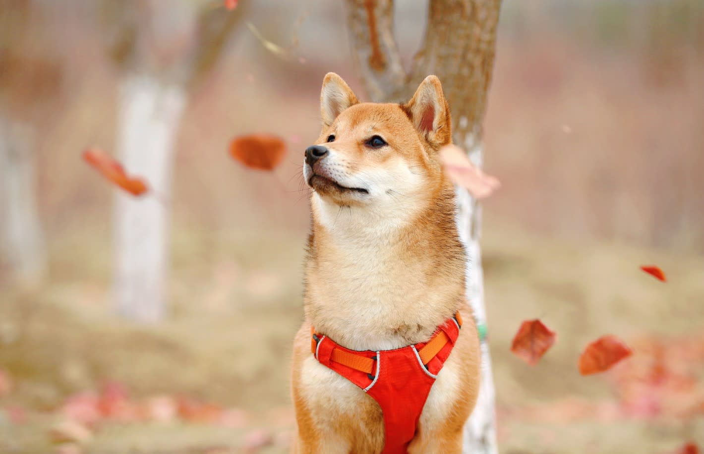 Crypto Long & Short: Dogecoin, Market Manipulation and the ...