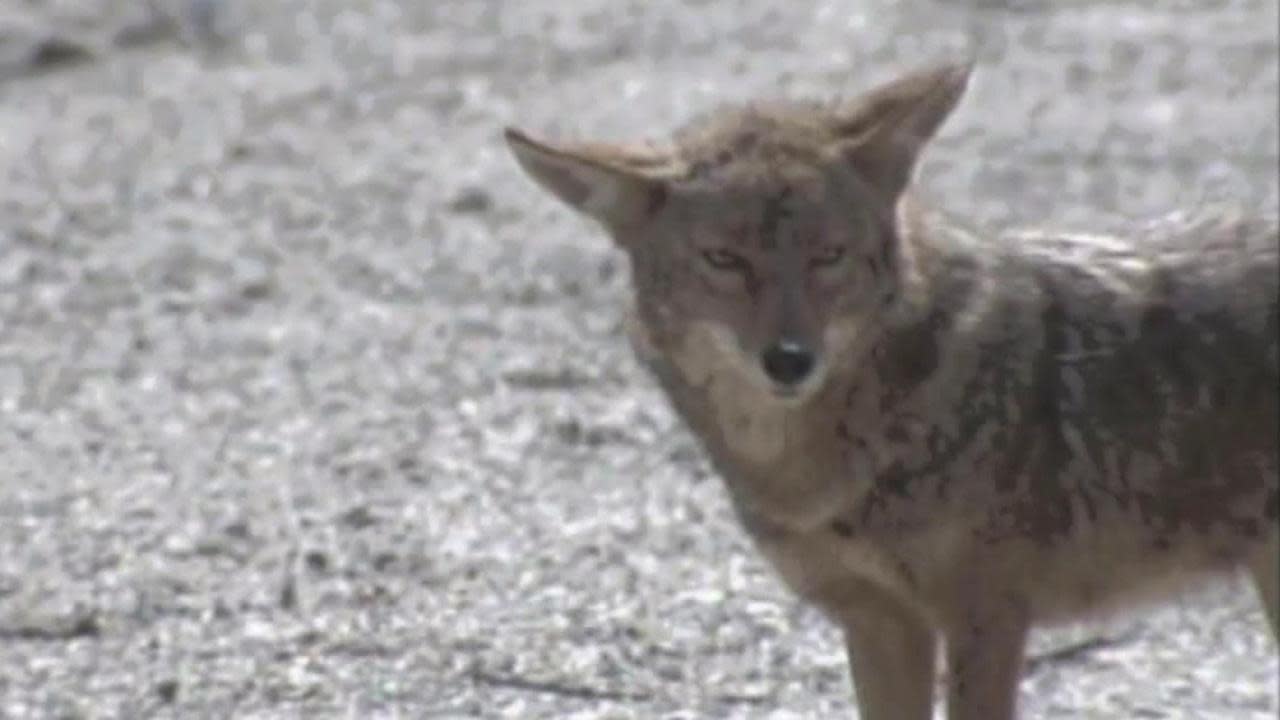 Coyote Attacks 2 Year Old Girl At Cypress Cemetery [video]