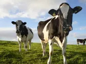 Flatulent cows targeted in M&S net zero push