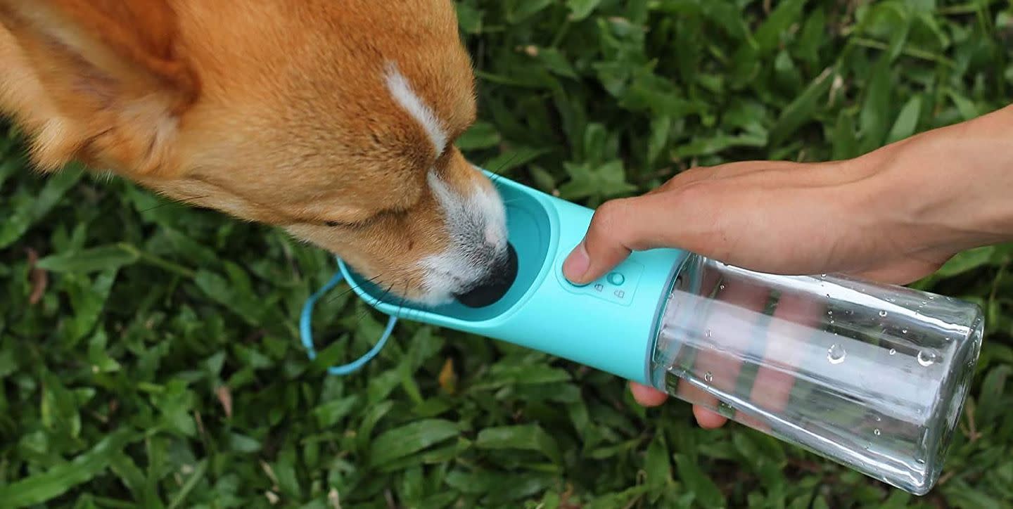 This Dog Water Bottle Went Viral on TikTok, and It's 40 Percent off