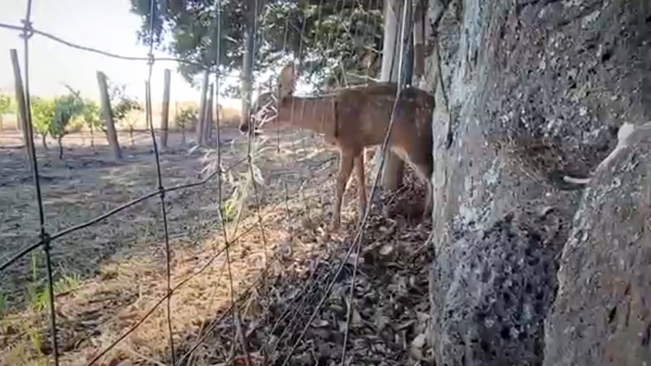 whitetail deer caught on fence