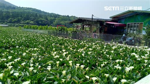 海芋花期至五月底繡球花接力綻放啦 新聞 Yahoo奇摩行動版