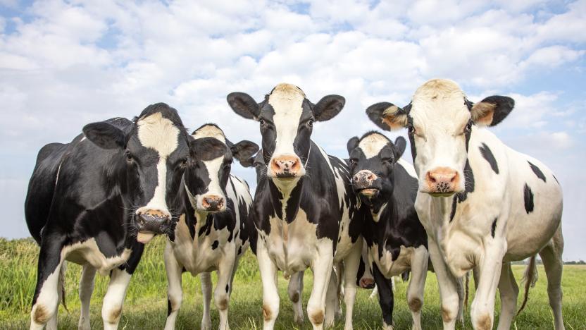 Cows together gathering in the pasture, funny and joyful and a blue cloudy sky.