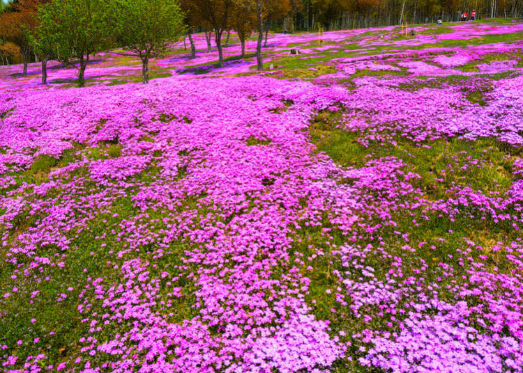 A pink carpet of creeping phlox