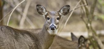 
Chronic wasting disease: Deaths of 2 hunters raise fear of 'zombie deer'