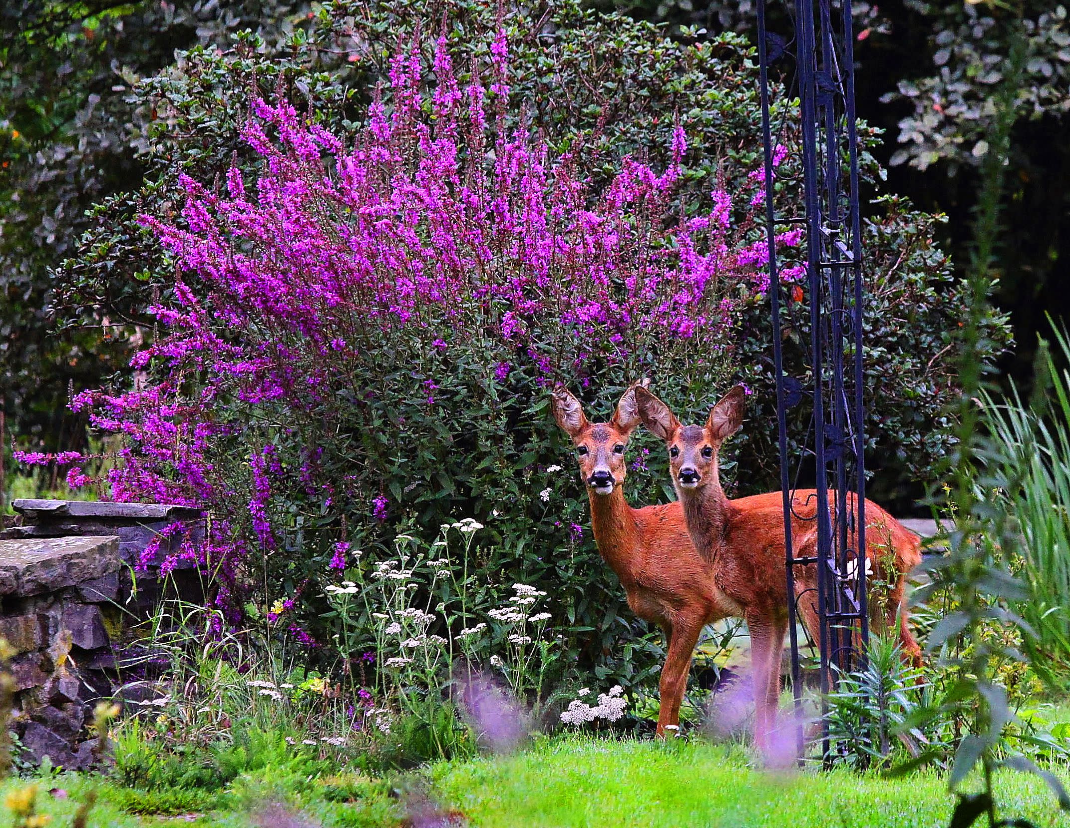 These Plants and Flowers Will Naturally DeerProof Your Garden