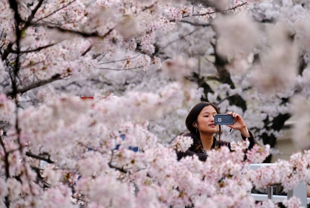 The art and science of Japan's cherry blossom forecast.