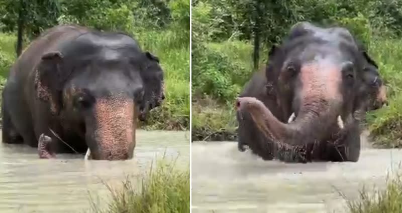 Video: Elephant once dubbed the ‘world’s loneliest’ has summer fun at Cambodian ..